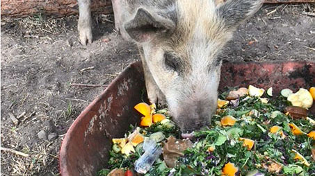 food-waste_abes-pigblog.jpg